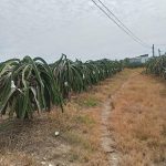 2.149,4m2 phủ hồng lên thổ cư tự do, Hiệp Trí, Tân Hải, Lâm đồng, cách biển 700m. Giá 700 triệu/sào